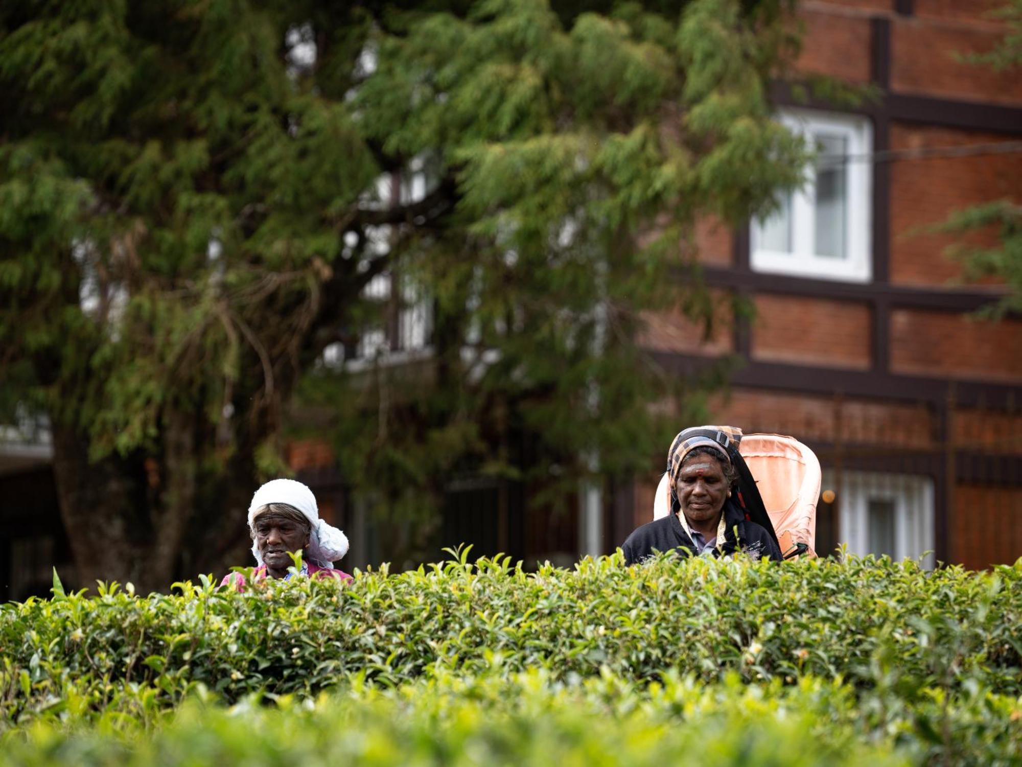 Winchester Little England Nuwara Eliya Extérieur photo